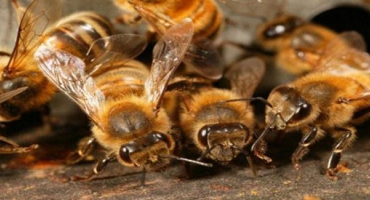 Jak správně přesadit včely do nového úlu a v jakou denní dobu na podzim